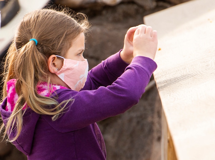 (Rick Egan  |  The Salt Lake Tribune)  Ellie Palmer snaps a photo of a giraffe as Hogle Zoo opened up again for visitors, with special rules for social distancing, Saturday May 2, 2020