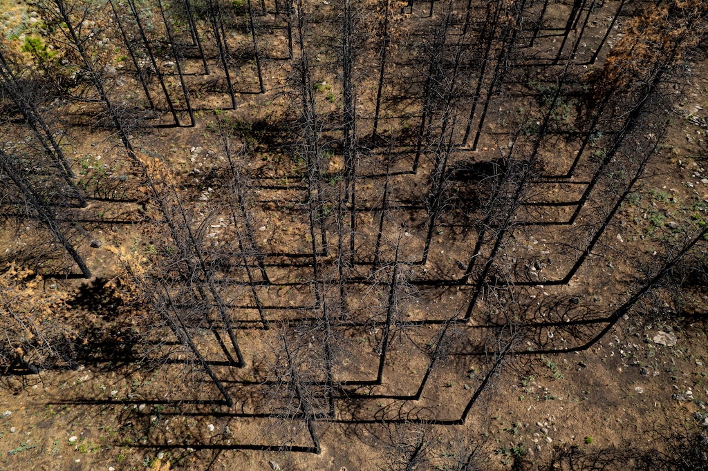 (Trent Nelson  |  The Salt Lake Tribune) Trees charred by the Forsyth Fire in Pine Valley Recreation Area on Wednesday, June 24, 2026.