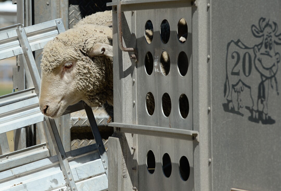 (Francisco Kjolseth  |  The Salt Lake Tribune)  Hundreds of sheep arrive from the Strawberry Valley to Midway's Soldier Hollow on Wed. Aug. 29, 2018, for this weekend's 16th annual Soldier Hollow Classic Sheepdog Championship and Festival, which runs Aug. 31-Sept. 3. This year, 44 dogs and 34 handlers will work with 331 sheep for the $20,000 purse.