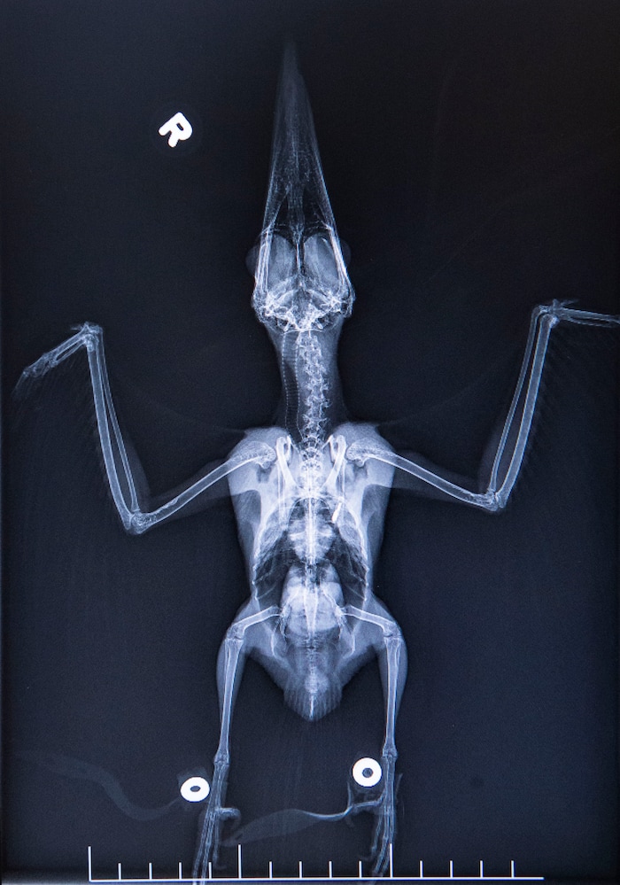 (Rick Egan  |  The Salt Lake Tribune)    X-ray of a Kingfisher in the exam room, of the Hogle Zoo Animal Health Center. Saturday, March 16, 2019.


