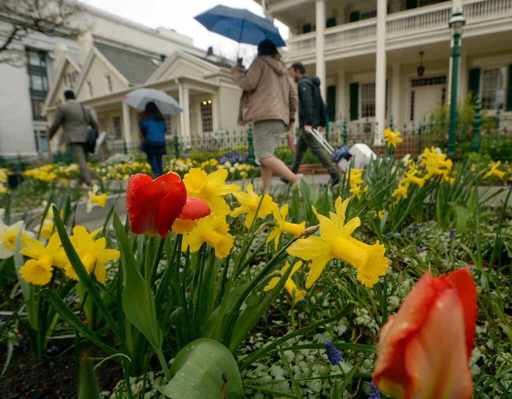 (Al Hartmann  |  The Salt Lake Tribune) 	Umbrellas were a good call Thursday morning April 12 as a Spring storm dumped snow flurries and rain.  Beneficial for the blooming daffodils and tulips in front of the Beehive House in downtown Salt Lake City. 