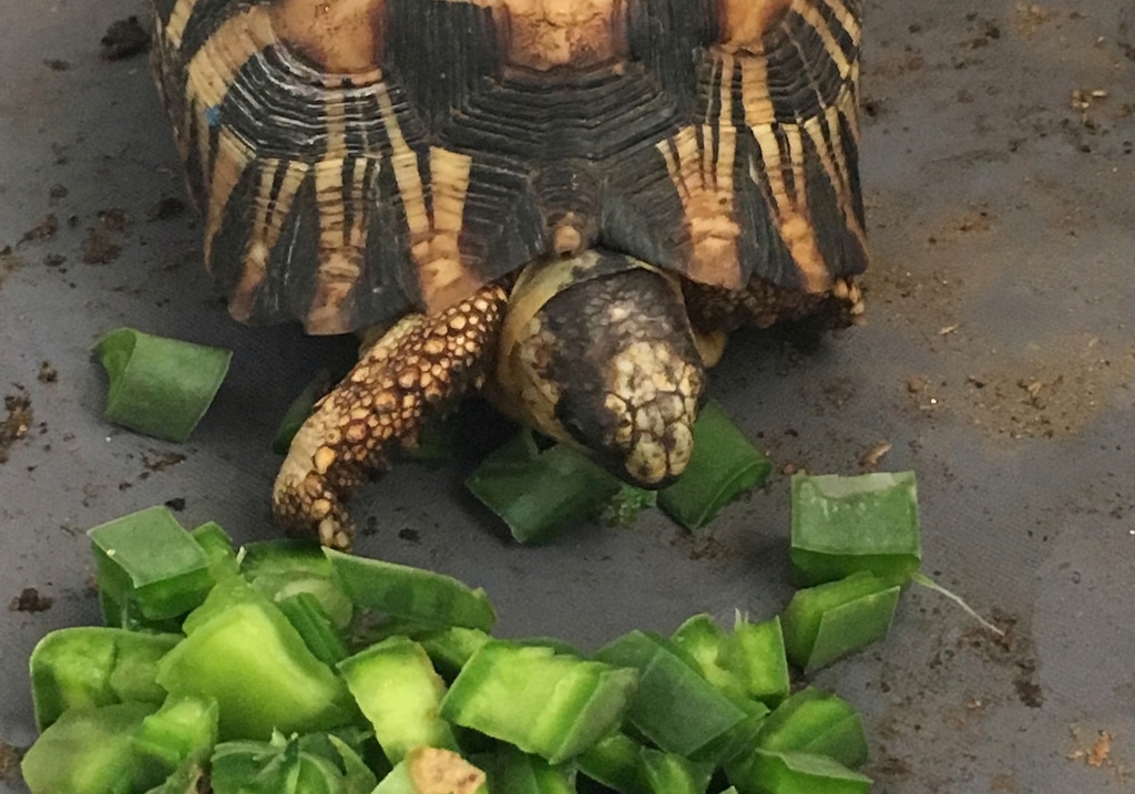 (Susie Bartlett / The Wildlife Conservation Society via AP) In this photo taken Tuesday, April, 24, 2018, and supplied by The Wildlife Alliance, a critically endangered radiated tortoise is recovering from capture by wildlife traffickers in Madagascar at feeding time at a wildlife facility where it is being taken care of by international conservationists. More than 10,000 of the tortoises had been crammed into a home in Toliara, Madagascar, with no access to food or water until police found them. The radiated tortoises had likely been poached for the illegal pet trade, possibly in Asia.