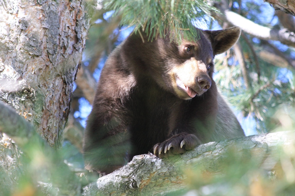 (Courtesy of Mapleton Police Department) A bear was chased up a tree by police officers after being spotted eating out of a trash can on Thursday, June 20, 2019. The bear was tranquilized and returned to its habitat by Utah Department of Natural Resources.