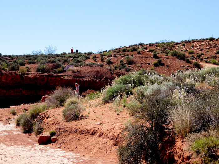 Erin Alberty  |  The Salt Lake Tribune

Wildflowers bloom April 2, 2017 along the trail to the Warner Valley dinosaur tracks south of Hurricane.