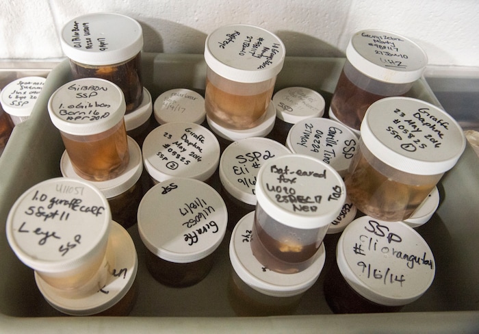 (Rick Egan  |  The Salt Lake Tribune)   Animal specimens, in the Necropsy room, in the Hogle Zoo Animal Health Center. Saturday, March 16, 2019.


