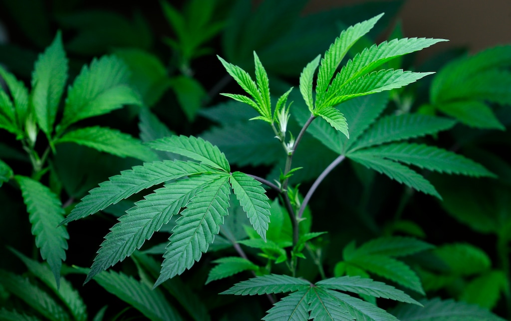 FILE - In this Oct. 16, 2013, file photo, marijuana clone plants that are used to grow medical marijuana are displayed under a light at a medical marijuana cooperative in Seattle. The American Medical Association agreed Monday, Nov. 16, 2015, to push for regulations requiring warnings be written on medical and recreational pot products and posted wherever they are sold, based on studies suggesting marijuana use may be linked with low birth weight, premature birth and behavior problems in young children. (AP Photo/Ted S. Warren, File)