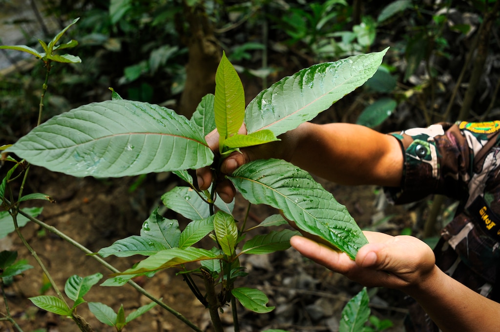 (Agnes Dherbeys | The New York TImes) Kratom trees at a wildlife sanctuary in Satun Province, Thailand, June 27, 2012.