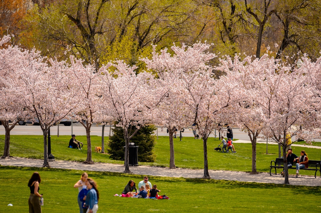 (Trent Nelson  |  The Salt Lake Tribune) Crowds of people take in the cherry blossoms surrounding the state Capitol in Salt Lake City on Saturday, April 11, 2020.