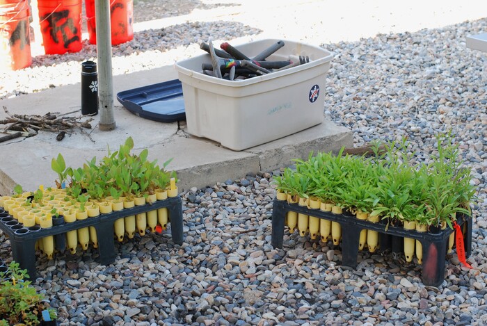 (Sara Tabin | The Salt Lake Tribune) Young plants germinated with seeds collected in the Alta area sit ready to be planted on Saturday, July 6, 2019 near the base of the Alta Ski Area.