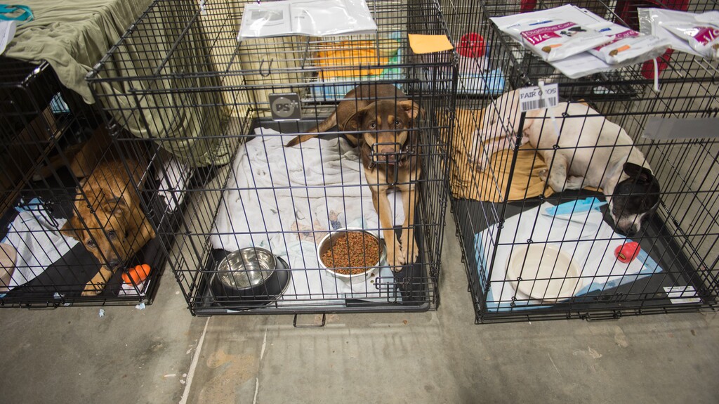 (Rachel Molenda  |  The Salt Lake Tribune) Dogs are housed at Best Friends Animal Society's shelter in Conroe, Texas, following Hurricane Harvey. The shelter provides space for animals rescued, surrendered or needing a place to stay while their owners are in shelters.