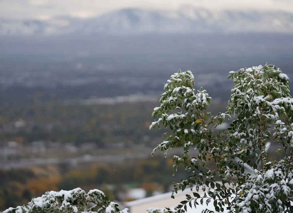 (Bethany Baker  |  The Salt Lake Tribune) Snow covers vegetation in Salt Lake City on Thursday, Oct. 26, 2023.