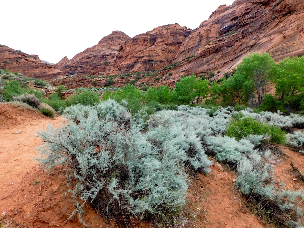 (Erin Alberty  |  Tribune file photo)  Sages and cottonwoods stand in green relief April 3, 2017 against the maroon rock walls of the Red Reef Trail in Red Cliffs Desert Reserve, north of Harrisburg.