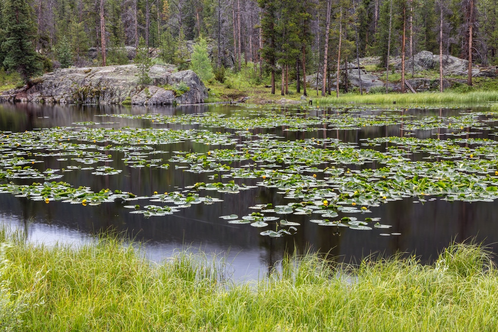 (Photo by John Fielder | Writers on the Range)

Homestake Creek wetlands in Colorado.
