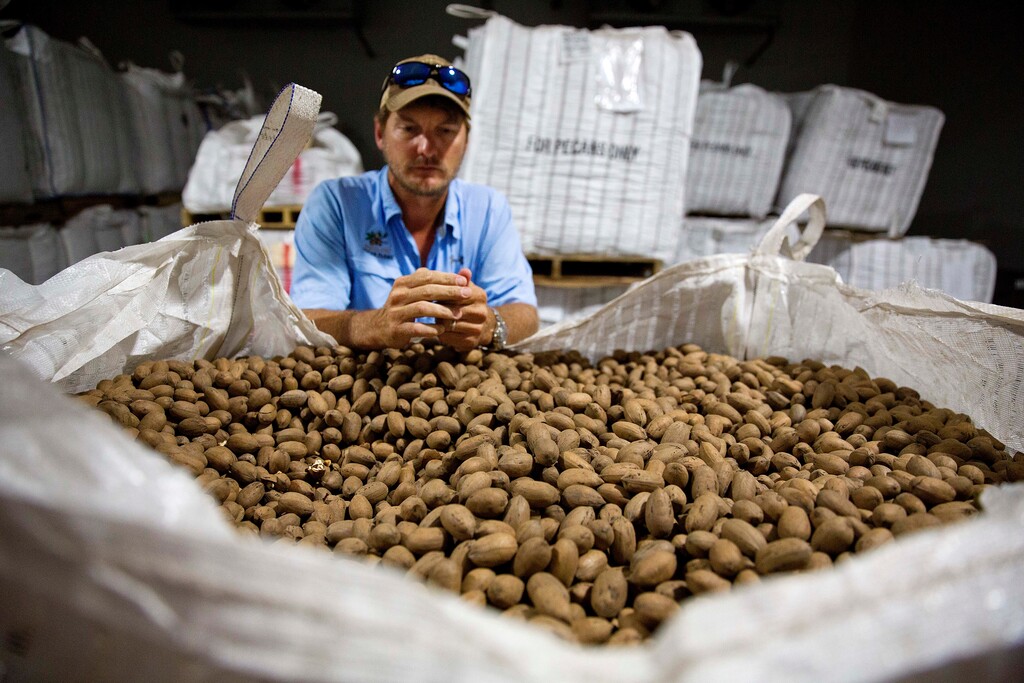 In this June 21, 2018, photo, Buck Paulk looks over pecans stored in his warehouse at Shiloh Pecan Farms in Ray City, Ga. Paulk estimates that over 50 percent of his pecans are exported out of the country, China being one of the main recipients. Georgia is the nation's leading producer of pecans. (AP Photo/David Goldman)