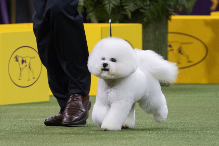 Bill McFadden shows Flynn, a bichon frise, in the ring during the non-sporting group during the 142nd Westminster Kennel Club Dog Show, Monday, Feb. 12, 2018, at Madison Square Garden in New York. Flynn won best in the non-sporting group. (AP Photo/Mary Altaffer)