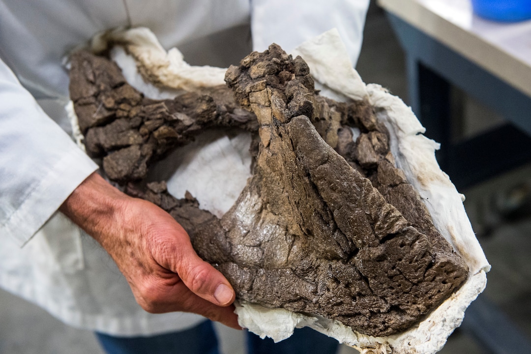 (Chris Detrick  |  The Salt Lake Tribune)  Paleontology volunteer Randy Johnson holds part of a  75 million-year-old Pentaceratops skull he discovered in the Grand Staircase-Escalante National Monument at the Natural History Museum of Utah.