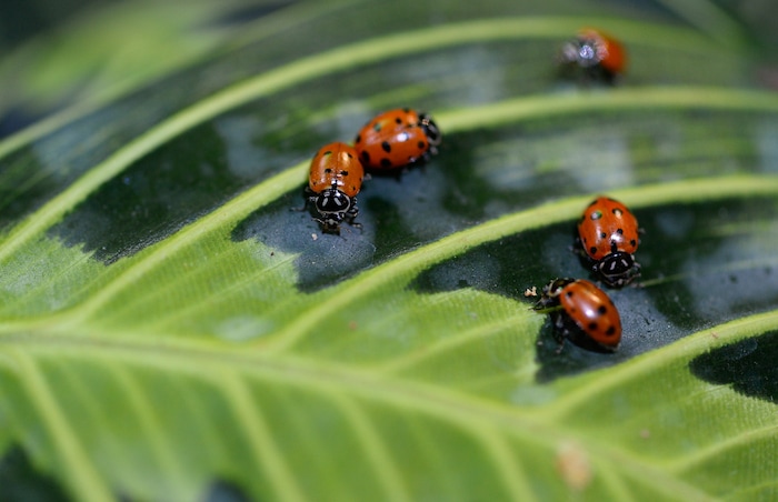 (Francisco Kjolseth  |  The Salt Lake Tribune)  Thousands of lady bugs, nature's organic pest control helpers, are an important element of a new exhibit at the Loveland Living Planet Aquarium where they are about to display 650 Painted Lady butterflies as part of their Journey to South America gallery which opens to the public on Friday. In the Spring they plan to add more species to the exhibit.