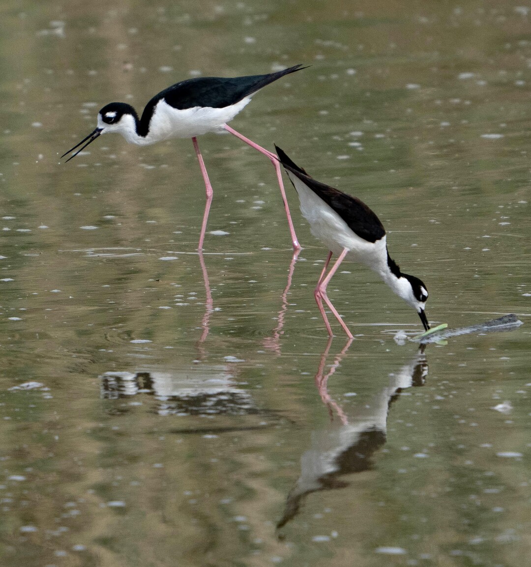 (Francisco Kjolseth | The Salt Lake Tribune) Black-necked stilts forage for food at Bear River Migratory Bird Refuge, a 74,000-acre nature reserve in the northern Great Salt Lake on Wednesday, June 23, 2021.