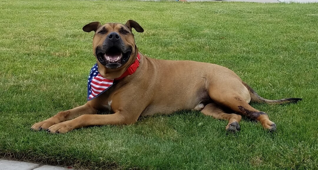 (Courtesy of Salt Lake County Animal Services)  Salt Lake County PAWlitical candidate Dro