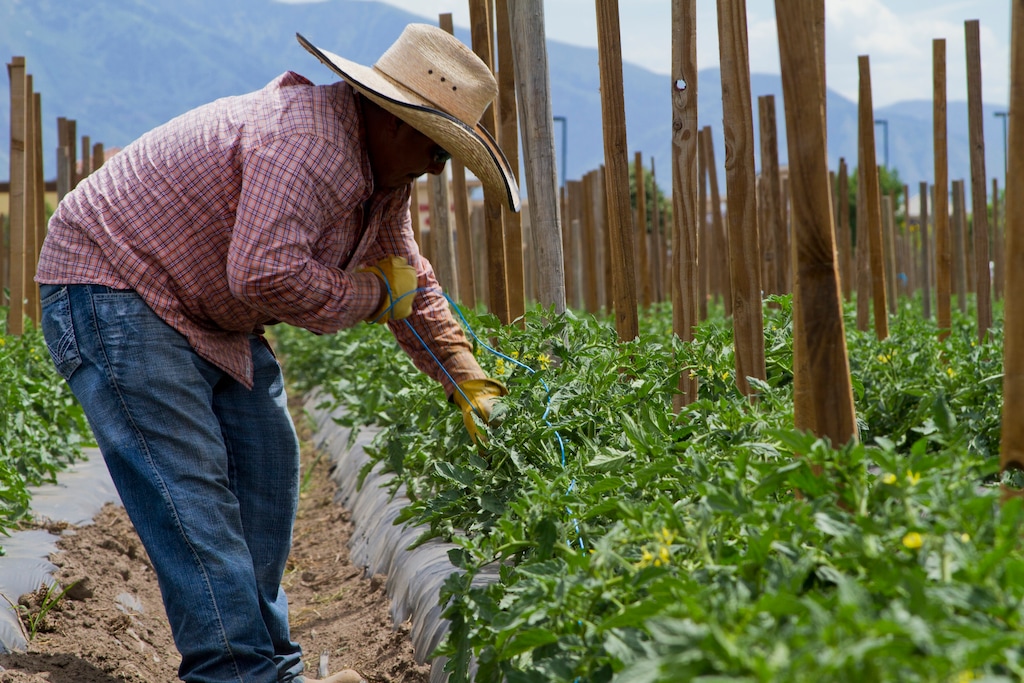 (Jake Harward | Courtesy of Harward Farms) This June 24, 2014, file photo shows Ulderico Galindo Gomez tending to tomato plants on the Harward family farm in Springville.
