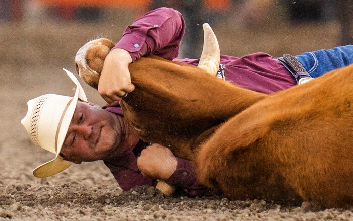 (Rick Egan | The Salt Lake Tribune) Tristan Martin of Sulphur, Texas, competes in the steer wrestling competition at the Utah Days of '47 Rodeo at the State Fairpark, on Monday, July 25, 2022.