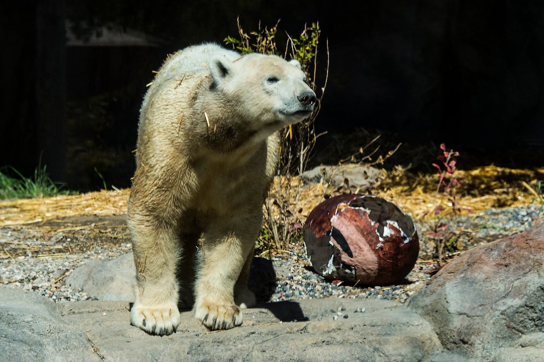 (Chris Detrick  |  The Salt Lake Tribune) Polar Bear Nora at Utah's Hogle Zoo Tuesday, October 10, 2017.