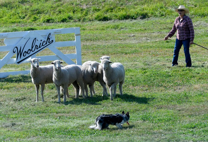 (Al Hartmann  |  The Salt Lake Tribune) 	
Rose Andersen and her Border Collie Skeeter finesse  five sheep toward the shedding ring during the first round of the Supreme Source Solider Hollow Classic Sheep Dog Trials, Friday Sept. 1 in Midway. 
 The Supreme Source Soldier Hollow Classic brings together many of the world’s top sheep dogs from Scotland, Ireland, South Africa, Canada, Germany and the United States, many of which are their country’s national champions. 
 The trials last through Sept. 4.