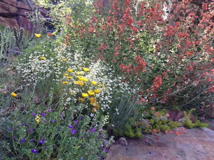 (Erin Alberty | The Salt Lake Tribune) Globemallow, sandwort, Sundancer Daisy and scutellaria bloom June 3, 2015 at the former home of reporter Erin Alberty in Salt Lake City.  The plants helped to replace a carpet of invasive Myrtle Spurge.