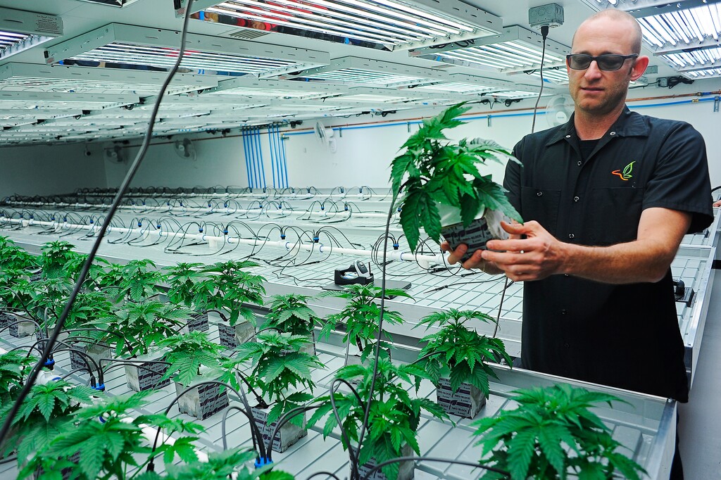 (Joe Ahlquist | The Argus Leader via AP, File) In this Oct. 16, 2015, photo Jonathan Hunt, vice president of Monarch America, Inc., shows a marijuana plant while giving a tour of the Flandreau Santee Sioux Tribe's marijuana growing facility, in Flandreau, S.D. "In Arizona, Mississippi, Montana, New Jersey and South Dakota, voters decisively passed measures liberalizing marijuana laws," writes New York Times columnist Nicholas Kristof. "Marijuana will now be legal for medical use in about 35 states and for recreational use in 15 states."