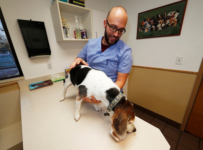 (David Zalubowski | The Associated Press) In this Monday, Oct. 30, 2017, photo, Luke Byerly guides his 14-year-old beagle, Robbie, as the dog eats his food treated with CBD oil during a break at Byerly's job as a technician at a veterinary clinic in east Denver. People anxious to relieve suffering in their pets are increasingly turning to oils and powders that contain CBDs, a non-psychoactive component of marijuana.