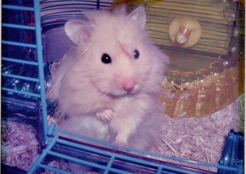 (Courtesy photo)
Puff the Hamster was "easy to like," writes columnist Michael Patrick O'Brien. "He trotted with gusto on his hamster wheel. He was cute and personable. He twitched his little nose and whiskers often to remind you of his many virtues."