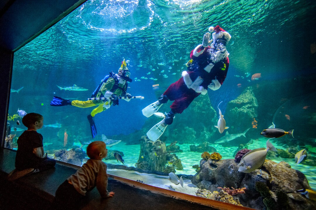 (Trent Nelson  |  The Salt Lake Tribune) Santa and one of his elves dive with the sharks at the Loveland Living Planet Aquarium in Draper on Saturday, Dec. 21, 2019.