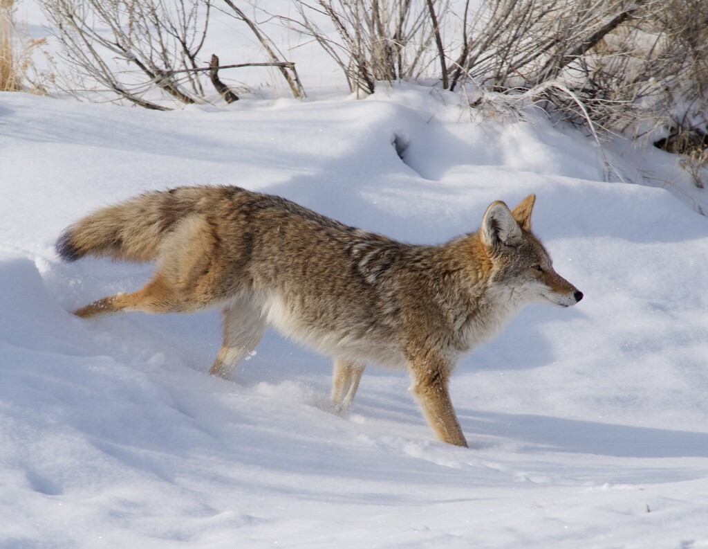 Lynn R. Johnson  |  Special to the TribuneA coyote searching in the snow Tuesday afternoon for small prey at Antelope Island.