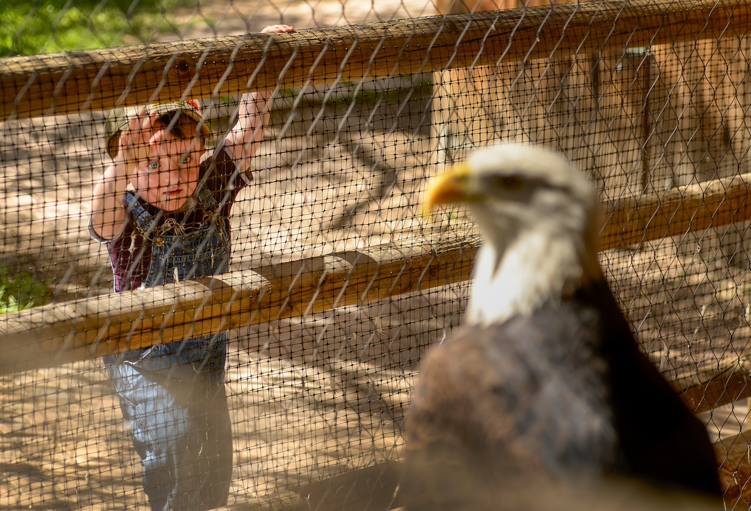 Leah Hogsten  |  The Salt Lake Tribune  Jack Johnson, 2, peeks at a bald eagle during Earth Day celebration at the Ogden Nature Center, Saturday, April 20, 2019. 