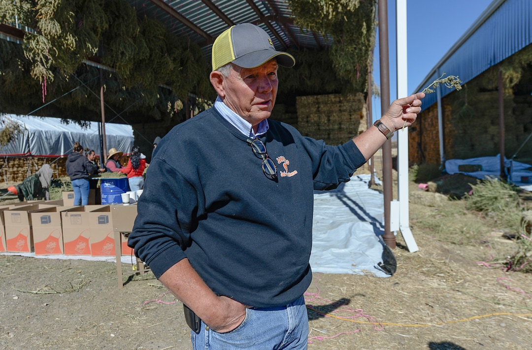 (Francisco Kjolseth  |  The Salt Lake Tribune)  Long time farmer Jud Harward near Spanish Fork is wrapping up his first season of industrial hemp growing, willing to take on the challenge that has been a struggle for many farmers, as he talks about the high cost of the production.