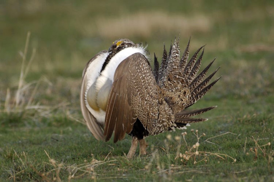 Larry Dalton  |  Division of Wildlife ResourcesA male sage grouse performs his strutting ritual.
