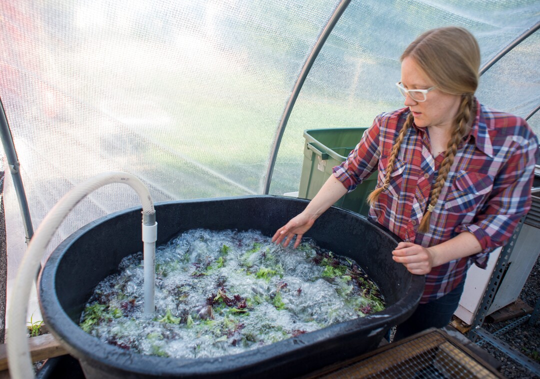 (Rick Egan  |  The Salt Lake Tribune)      Amanda Theobald, washes lettuce at the Top Crops urban farm in her back yard, in Salt Lake City, Tuesday, June 5, 2018.