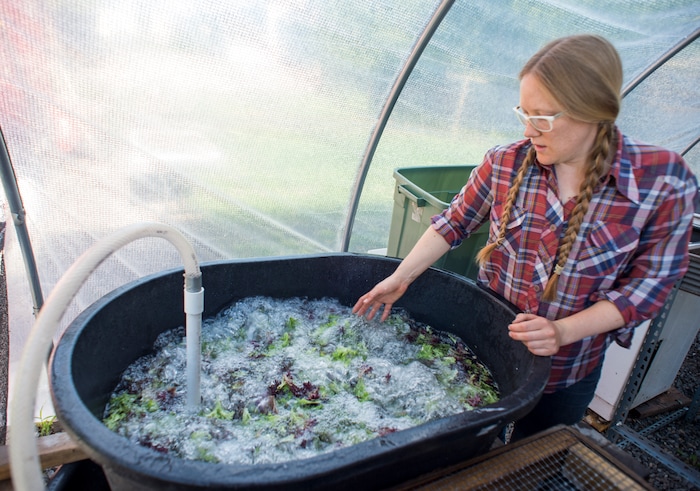 (Rick Egan  |  The Salt Lake Tribune)      Amanda Theobald, washes lettuce at the Top Crops urban farm in her back yard, in Salt Lake City, Tuesday, June 5, 2018.


