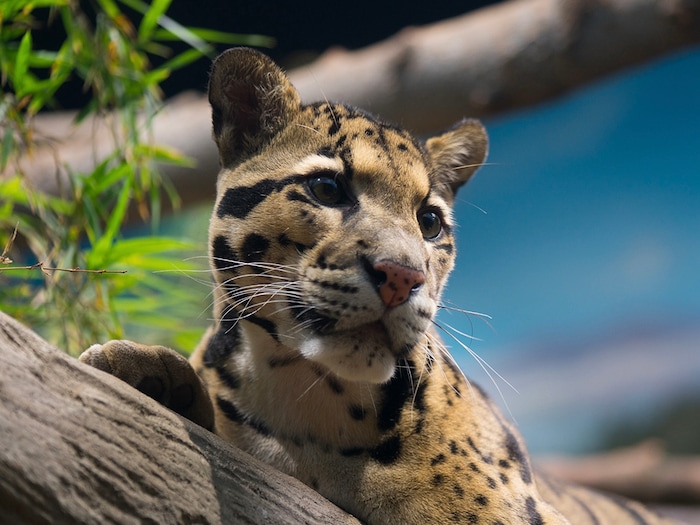 (Loveland Living Planet Aquarium) Koshi, a 10-year-old male clouded leopard, died at the Loveland Living Planet Aquarium, the aquarium announced on social media on Saturday, Feb. 15, 2025.