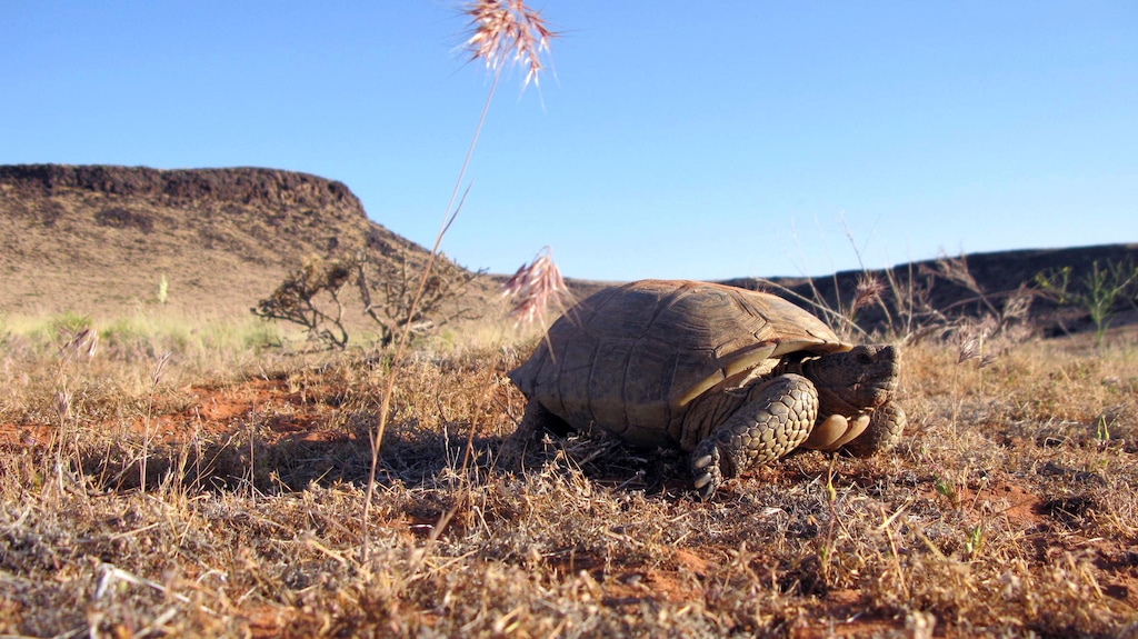 (Jason Jones | Utah Division of Wildlife Resources) A desert tortoise in its native habitat in Washington County.
