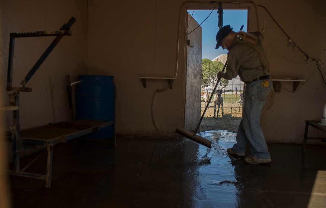 (Leah Hogsten  |  The Salt Lake Tribune) "Small scale agrobusiness is the only way we can save the world," said Mesa Farm owner Randy Ramsley, who sells a variety of goats milk cheeses and yogurt at his farm's storefront on Highway 24, east of Capitol Reef and at Tony Caputo's in Salt Lake City. Ramsley disinfects the milking station where he milks his 35 goats daily in the summer months. 