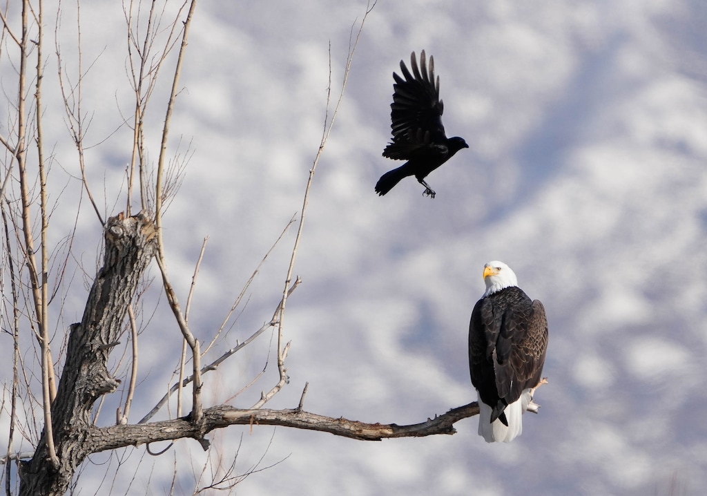 (Photo by Francisco Kjolseth) A bald eagle is harassed by a black bird at Farmington Bay on Tuesday, Feb. 7, 2023.