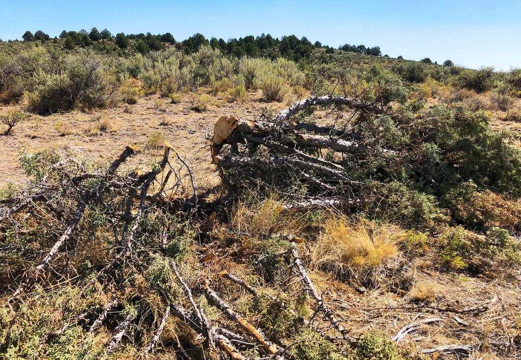 This Aug. 15, 2019 photo shows a juniper tree cut down as part of a giant project to remove junipers encroaching on sagebrush habitat needed by imperiled sage grouse in southwestern Idaho. The Bruneau-Owyhee Sage-Grouse Habitat Project aims to remove junipers on 965 square miles (2,500 square kilometers) of state and federal land in Owyhee County. (AP Photo/Keith Ridler)