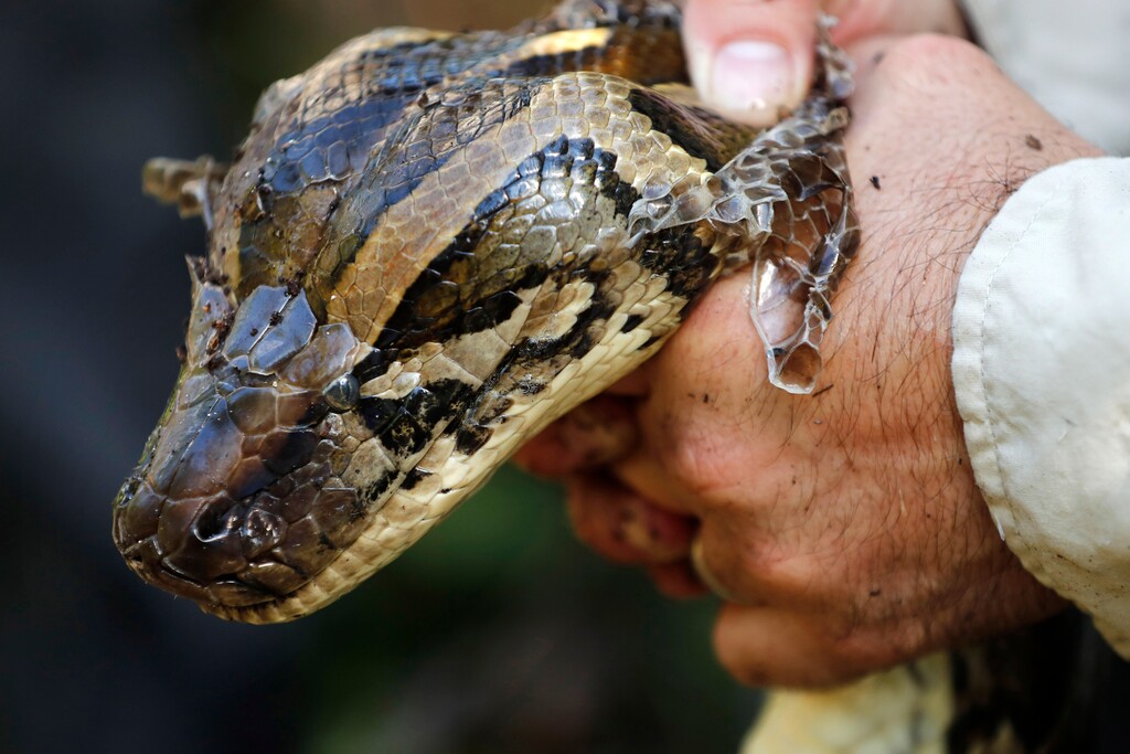 (Robert F. Bukaty | Associated Press file photo) A wildlife biologist holds a Burmese python, captured in Naples, Fla., in 2019. Unified Police arrested a man in Holladay on Friday, Oct. 9, 2020, after finding 20 similar pythons, for which he did not have exotic or dangerous animal permits, in his residence.