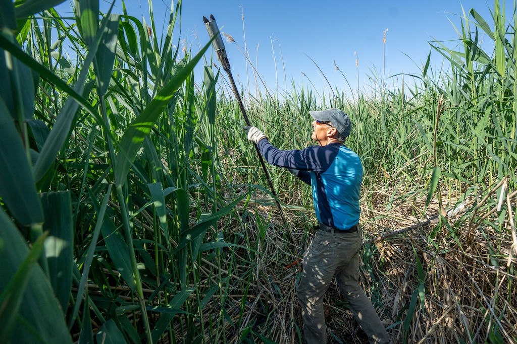 (Rick Egan | The Salt Lake Tribune) Bill Johnson researches the freshwater aquifer beneath the Great Salt Lake that allows a stand of phragmites to grow on Tuesday, June 17, 2025.