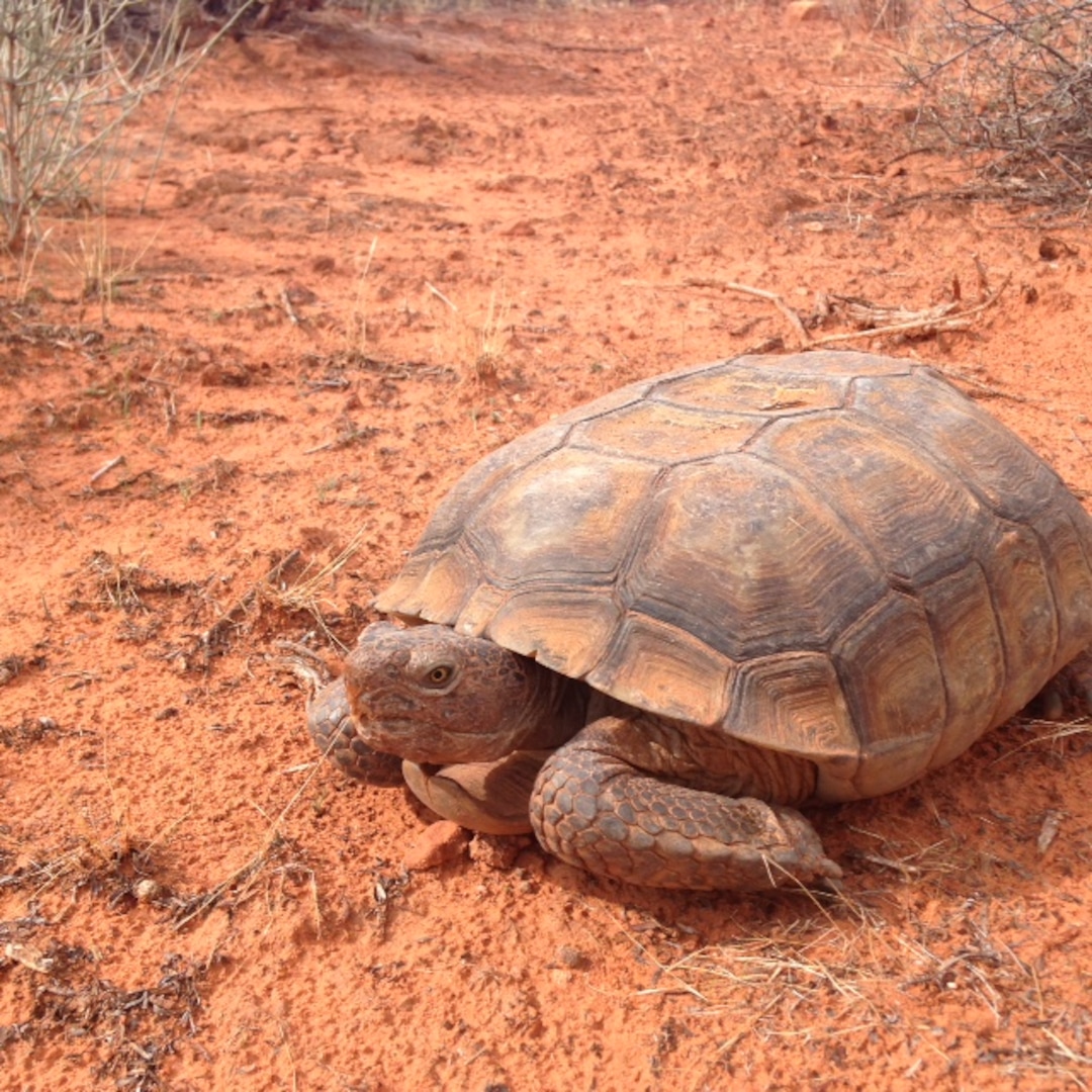 Courtesy  |  Kelly KelsoA federally protected Mojave desert tortoise ventures across the open at Red Cliffs National Conservation Area near St. George. Controversy is brewing over a transportation corridor Washington County officials want to build across the tortoise reserve in the conservation area.
