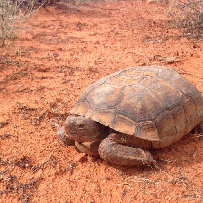 Courtesy  |  Kelly Kelso

A federally protected Mojave desert tortoise ventures across the open at Red Cliffs National Conservation Area near St. George. Controversy is brewing over a transportation corridor Washington County officials want to build across the tortoise reserve in the conservation area.