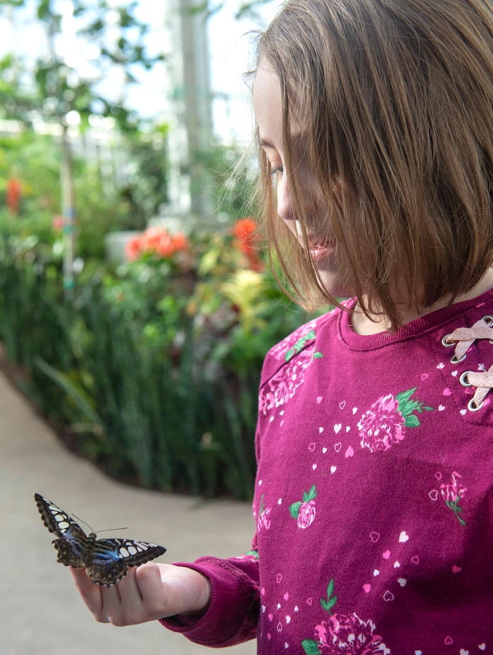 (Rick Egan  |  The Salt Lake Tribune)     
Anna Snow, 6, examines a butterfly at the Butterfly Biosphere at Thanksgiving Point’s Water Tower Plaza in Lehi. Tuesday, Jan. 22, 2019.  The Butterfly Biosphere is home to more than a thousand butterflies from around the world.  