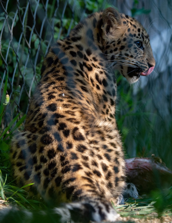 (Francisco Kjolseth  |  The Salt Lake Tribune) Hogle Zoo introduces its new babies, including Storm one of two leopard cubs as it licks her lips while munching on a bone on Thursday, August 27, 2020.