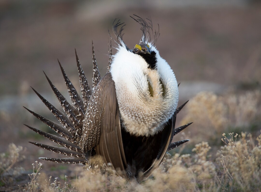 Rick Egan  |  The Salt Lake TribuneA Sage-Grouse Struts on a lek in the Parker Mountain area, near Loa, Utah, Friday, April 22, 2016.